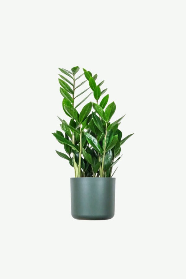 ZZ Plant (Zamioculcas zamiifolia)